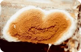 Diagnostic mérule champignon